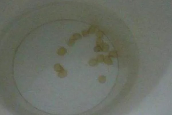 望天椒的高产栽培技术，首先需要选择优良品质