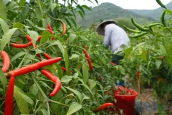 望天椒的高产栽培技术，首先需要选择优良品质