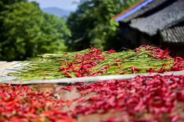 望天椒的高产栽培技术，首先需要选择优良品质