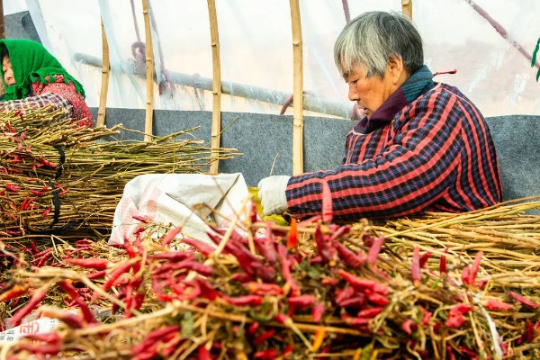 望天椒的高产栽培技术，首先需要选择优良品质