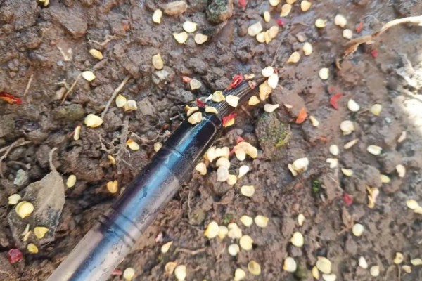 望天椒的高产栽培技术，首先需要选择优良品质