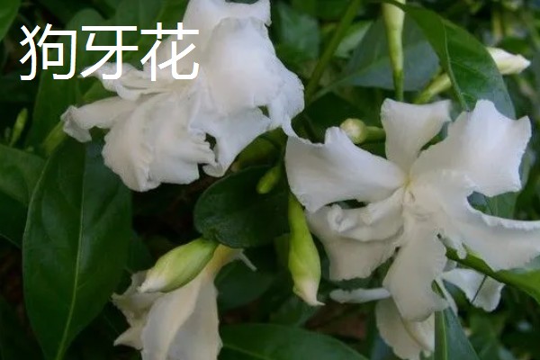 狗牙花掉花苞的原因，可能是环境不适所致
