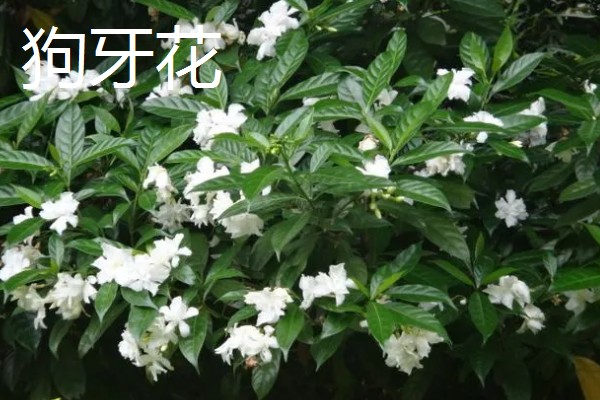 狗牙花掉花苞的原因，可能是环境不适所致