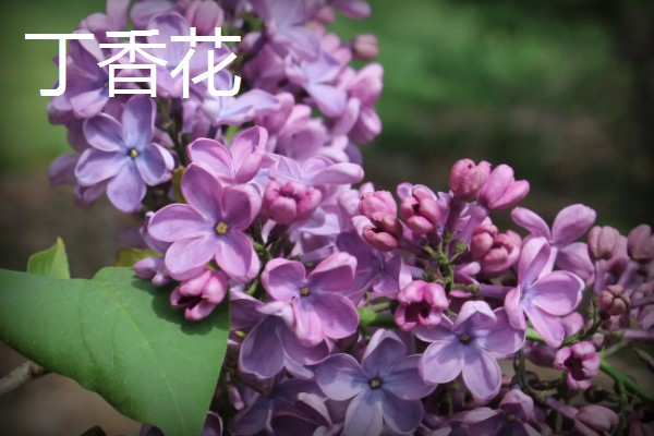 狗牙花掉花苞的原因，可能是环境不适所致
