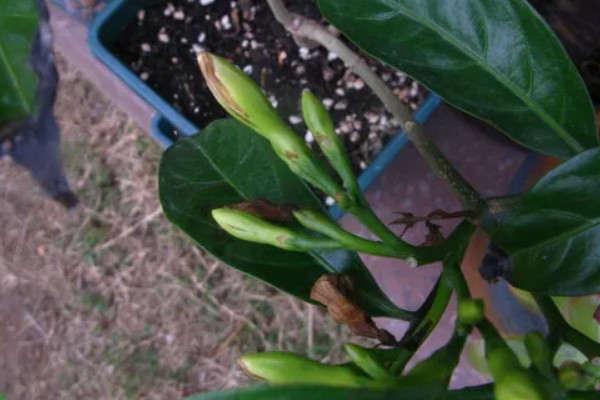 狗牙花掉花苞的原因，可能是环境不适所致