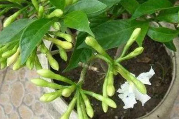 狗牙花掉花苞的原因，可能是环境不适所致