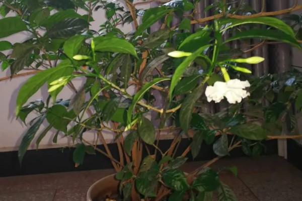 狗牙花掉花苞的原因，可能是环境不适所致