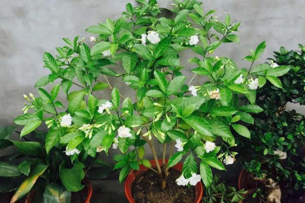 狗牙花掉花苞的原因，可能是环境不适所致