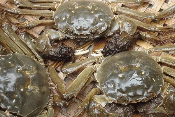 大闸蟹死了能吃吗，常温下超过2小时不能食用