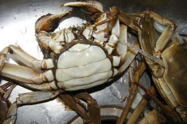 大闸蟹死了能吃吗，常温下超过2小时不能食用
