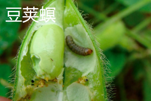 豆角初秋防治虫害的方法，防治豆荚螟可喷施氟虫腈等药物