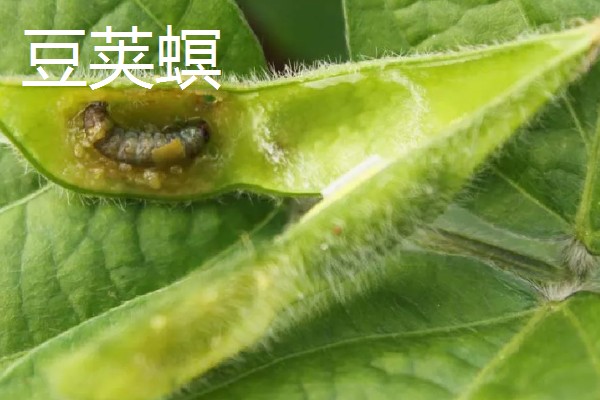 豆角初秋防治虫害的方法，防治豆荚螟可喷施氟虫腈等药物