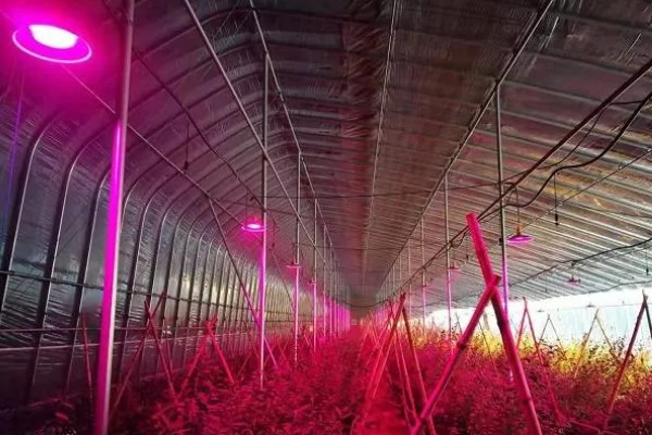 豆角初秋防治虫害的方法，防治豆荚螟可喷施氟虫腈等药物