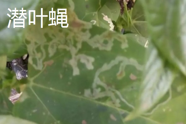 豆角初秋防治虫害的方法，防治豆荚螟可喷施氟虫腈等药物