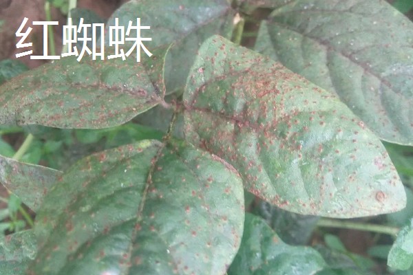 豆角初秋防治虫害的方法，防治豆荚螟可喷施氟虫腈等药物