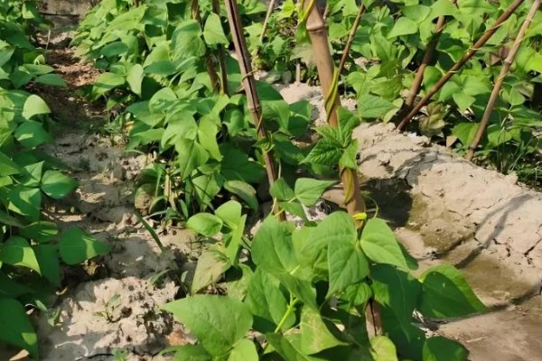 豆角初秋防治虫害的方法，防治豆荚螟可喷施氟虫腈等药物