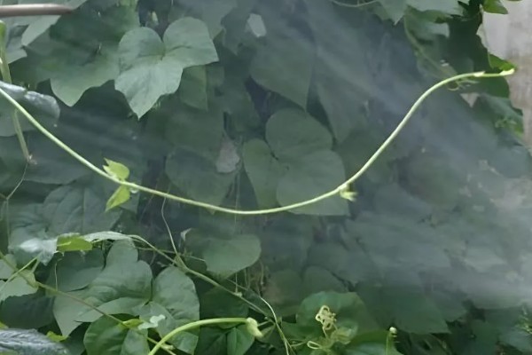 豆角初秋防治虫害的方法，防治豆荚螟可喷施氟虫腈等药物