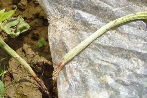 豆角初秋防治虫害的方法，防治豆荚螟可喷施氟虫腈等药物