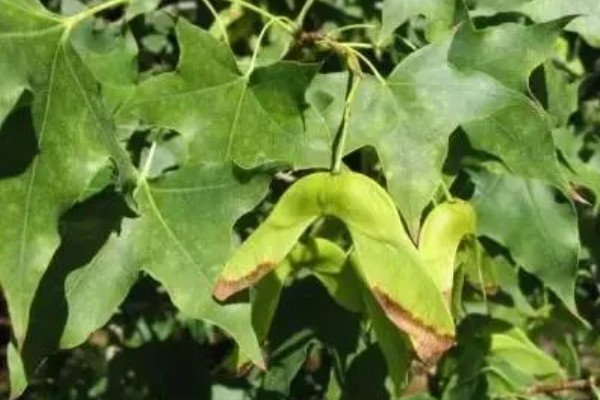 怎么修剪元宝枫，生长初期对树冠进行修剪整形