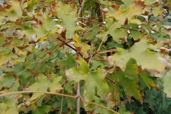 怎么修剪元宝枫，生长初期对树冠进行修剪整形