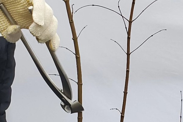 怎么修剪元宝枫，生长初期对树冠进行修剪整形