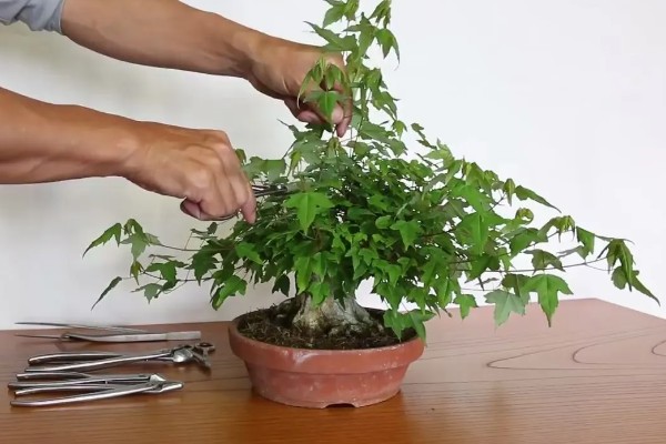 怎么修剪元宝枫，生长初期对树冠进行修剪整形