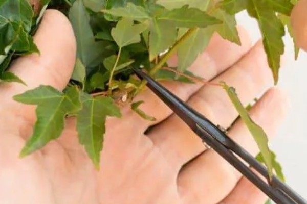 怎么修剪元宝枫，生长初期对树冠进行修剪整形