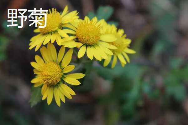 菊花的品种，常见的有野菊、墨菊等