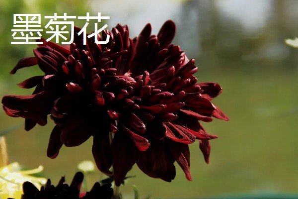 菊花的品种，常见的有野菊、墨菊等