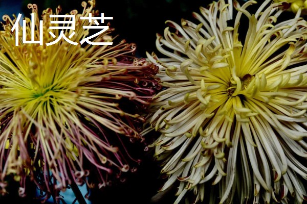 菊花的品种，常见的有野菊、墨菊等