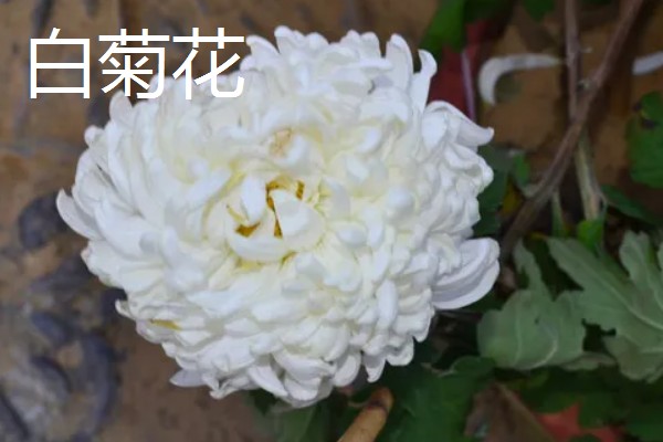菊花的品种，常见的有野菊、墨菊等