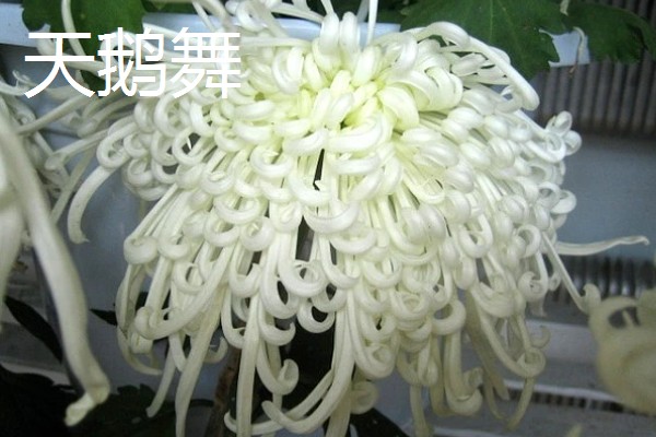 菊花的品种，常见的有野菊、墨菊等