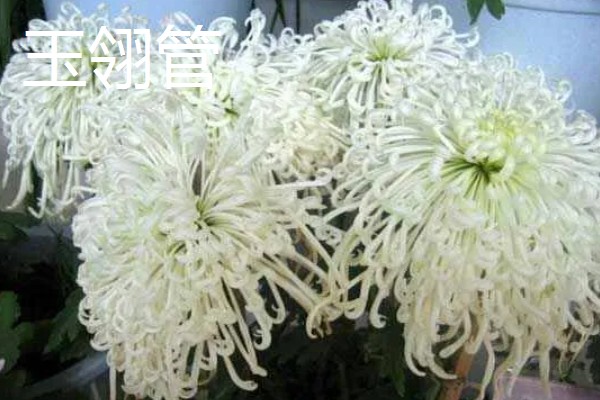 菊花的品种，常见的有野菊、墨菊等