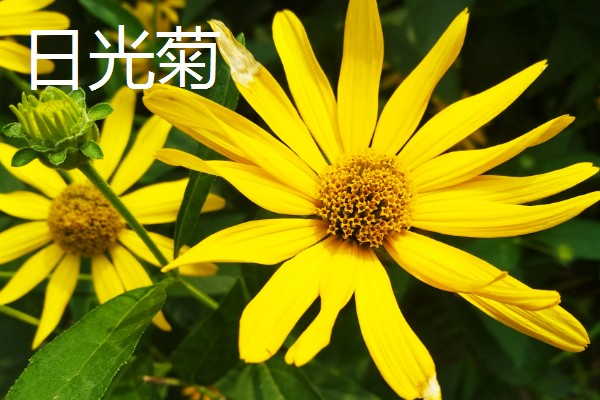 菊花的品种，常见的有野菊、墨菊等