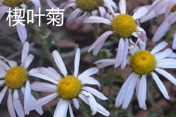 菊花的品种，常见的有野菊、墨菊等