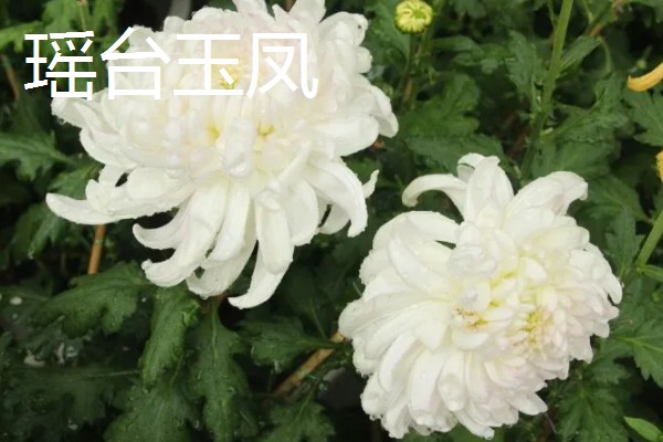 菊花的品种，常见的有野菊、墨菊等