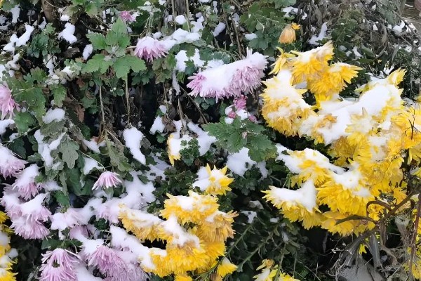 菊花的品种，常见的有野菊、墨菊等
