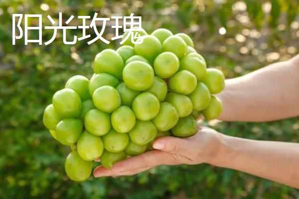 青提有什么品种，阳光玫瑰、维多利亚等品种很常见