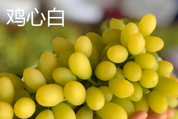 青提有什么品种，阳光玫瑰、维多利亚等品种很常见