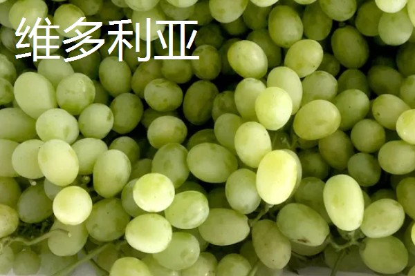 青提有什么品种，阳光玫瑰、维多利亚等品种很常见