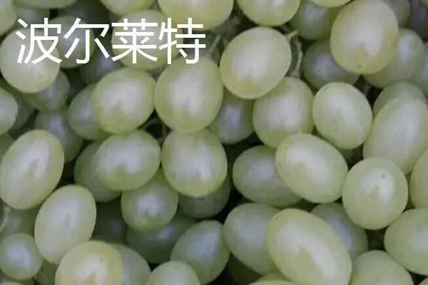 青提有什么品种，阳光玫瑰、维多利亚等品种很常见