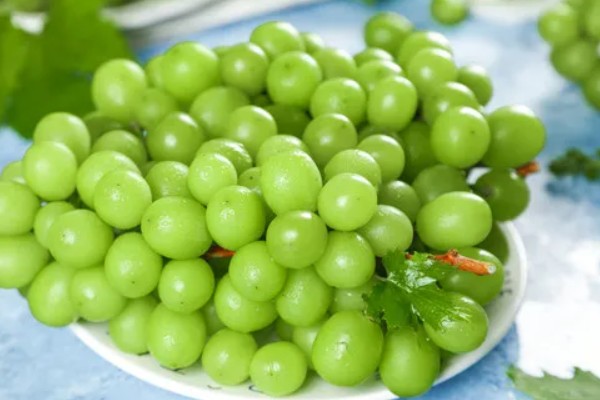 青提有什么品种，阳光玫瑰、维多利亚等品种很常见