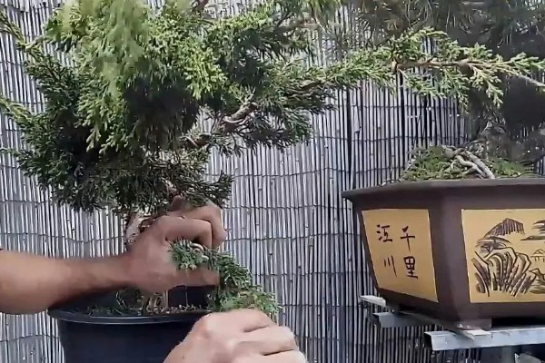 盆栽扁柏的养殖方法,让盆土保持水分充足的状态