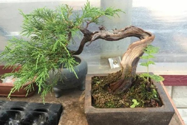 盆栽扁柏的养殖方法,让盆土保持水分充足的状态