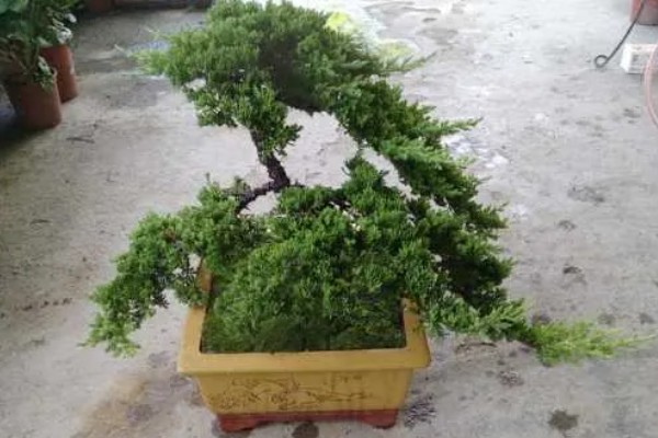 盆栽扁柏的养殖方法,让盆土保持水分充足的状态