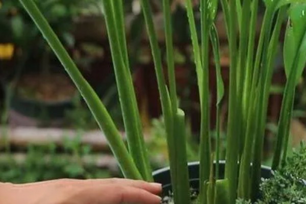 马蹄莲开花后的养护方法，花朵和叶片枯萎后让土壤保持微干