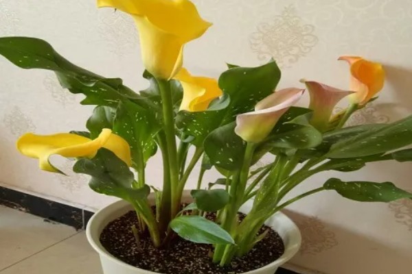 马蹄莲开花后的养护方法，花朵和叶片枯萎后让土壤保持微干