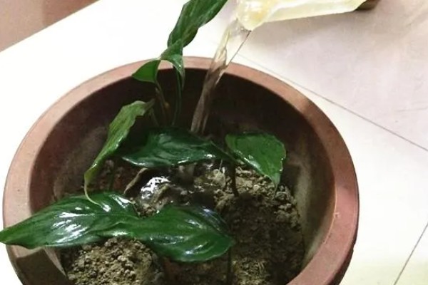 马蹄莲开花后的养护方法，花朵和叶片枯萎后让土壤保持微干