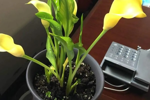 马蹄莲开花后的养护方法，花朵和叶片枯萎后让土壤保持微干