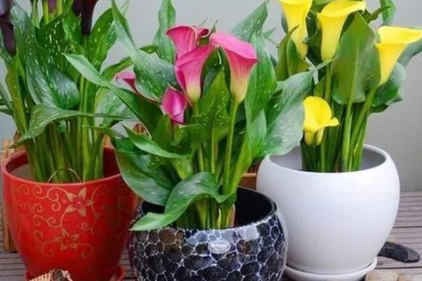 马蹄莲开花后的养护方法，花朵和叶片枯萎后让土壤保持微干
